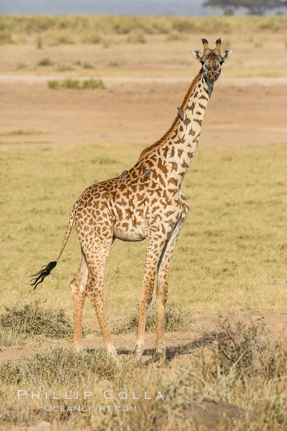 Maasai Giraffe, Amboseli National Park. Kenya, Giraffa camelopardalis tippelskirchi, natural history stock photograph, photo id 29553