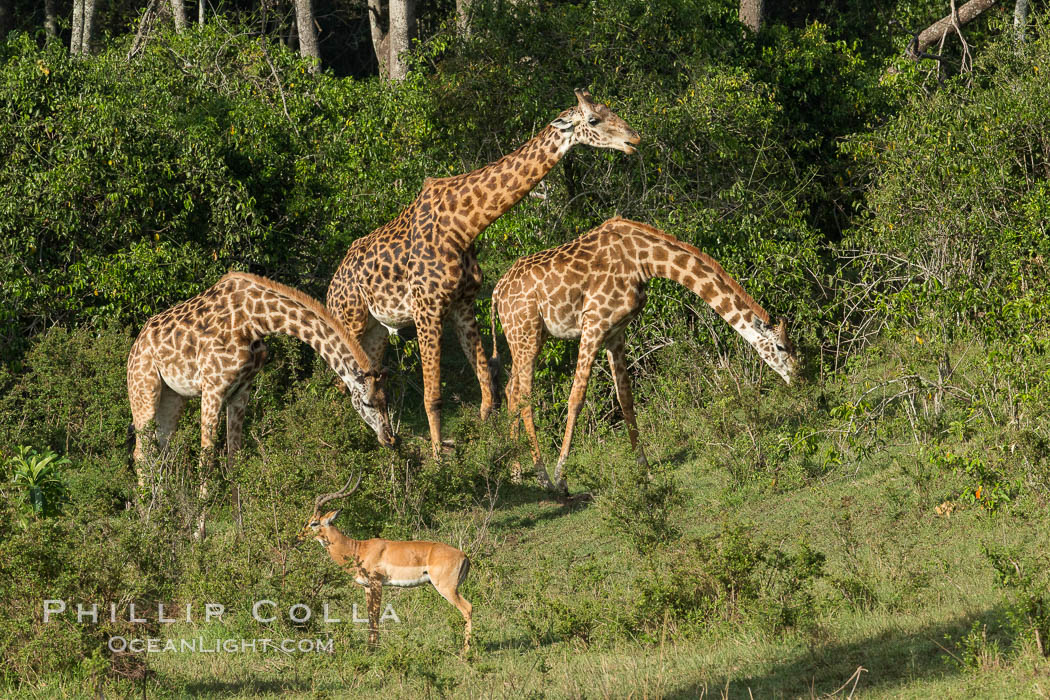 Maasai Giraffe, Maasai Mara National Reserve. Kenya, Giraffa camelopardalis tippelskirchi, natural history stock photograph, photo id 29958