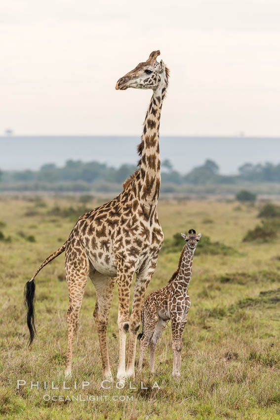 Maasai Giraffe, Maasai Mara National Reserve. Kenya, Giraffa camelopardalis tippelskirchi, natural history stock photograph, photo id 29840