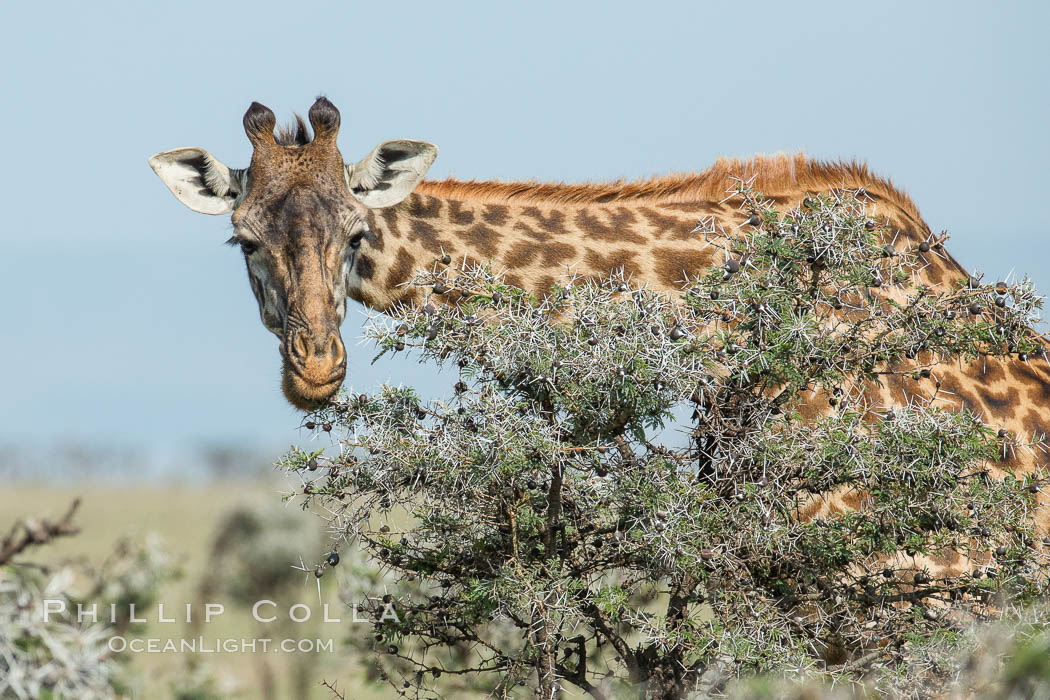 Maasai Giraffe, Meru National Park. Olare Orok Conservancy, Kenya, Giraffa camelopardalis tippelskirchi, natural history stock photograph, photo id 30000