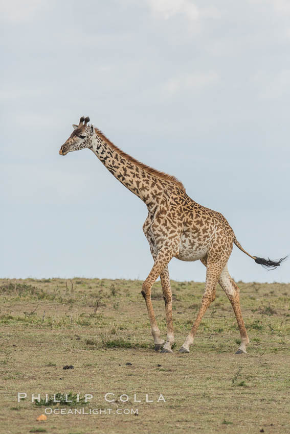 Maasai Giraffe, Olare Orok Conservancy. Kenya, Giraffa camelopardalis tippelskirchi, natural history stock photograph, photo id 29975