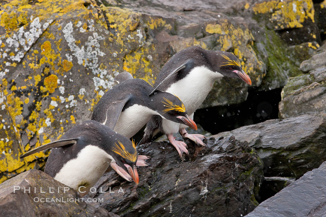 Macaroni penguins, on the rocky shoreline of Hercules Bay, South Georgia Island.  One of the crested penguin species, the macaroni penguin bears a distinctive yellow crest on its head.  They grow to be about 12 lb and 28" high.  Macaroni penguins eat primarily krill and other crustaceans, small fishes and cephalopods., Eudyptes chrysolophus, natural history stock photograph, photo id 24572