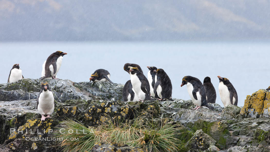 Macaroni penguins, on the rocky shoreline of Hercules Bay, South Georgia Island.  One of the crested penguin species, the macaroni penguin bears a distinctive yellow crest on its head.  They grow to be about 12 lb and 28" high.  Macaroni penguins eat primarily krill and other crustaceans, small fishes and cephalopods., Eudyptes chrysolophus, natural history stock photograph, photo id 24576