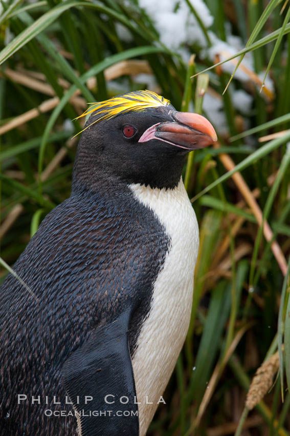 Macaroni penguin, amid tall tussock grass, Cooper Bay, South Georgia Island., Eudyptes chrysolophus, natural history stock photograph, photo id 24683