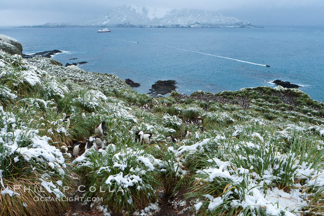 Snow covers tussock grass and macaroni penguins, above Cooper Bay. South Georgia Island, Eudyptes chrysolophus, natural history stock photograph, photo id 24695