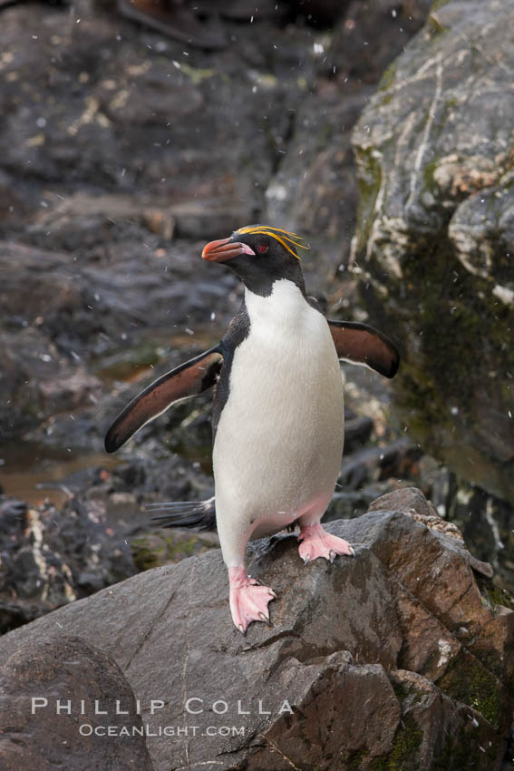 Macaroni penguins, on the rocky shoreline of Hercules Bay, South Georgia Island.  One of the crested penguin species, the macaroni penguin bears a distinctive yellow crest on its head.  They grow to be about 12 lb and 28" high.  Macaroni penguins eat primarily krill and other crustaceans, small fishes and cephalopods., Eudyptes chrysolophus, natural history stock photograph, photo id 24573