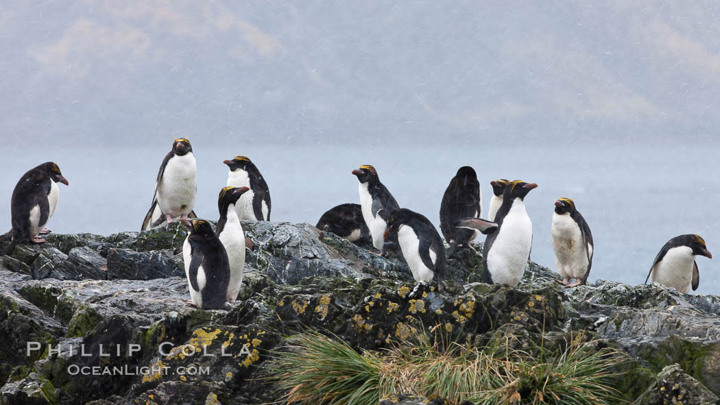 Macaroni penguins, on the rocky shoreline of Hercules Bay, South Georgia Island.  One of the crested penguin species, the macaroni penguin bears a distinctive yellow crest on its head.  They grow to be about 12 lb and 28" high.  Macaroni penguins eat primarily krill and other crustaceans, small fishes and cephalopods., Eudyptes chrysolophus, natural history stock photograph, photo id 24577