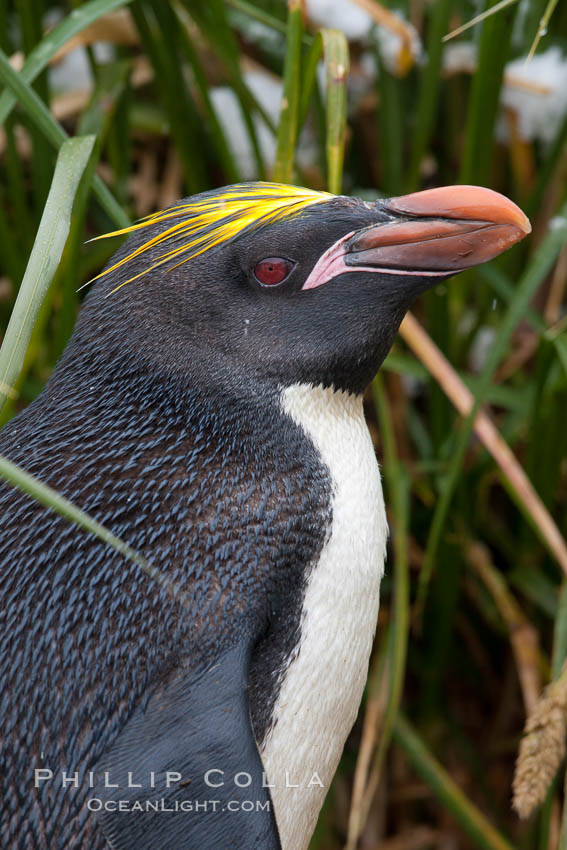 Macaroni penguin, amid tall tussock grass, Cooper Bay, South Georgia Island, Eudyptes chrysolophus