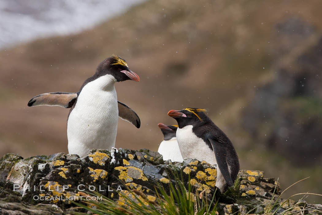 Macaroni penguins, on the rocky shoreline of Hercules Bay, South Georgia Island.  One of the crested penguin species, the macaroni penguin bears a distinctive yellow crest on its head.  They grow to be about 12 lb and 28" high.  Macaroni penguins eat primarily krill and other crustaceans, small fishes and cephalopods., Eudyptes chrysolophus, natural history stock photograph, photo id 24390