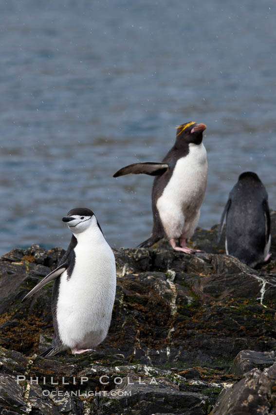 Macaroni penguins, on the rocky shoreline of Hercules Bay, South Georgia Island.  One of the crested penguin species, the macaroni penguin bears a distinctive yellow crest on its head.  They grow to be about 12 lb and 28" high.  Macaroni penguins eat primarily krill and other crustaceans, small fishes and cephalopods., Eudyptes chrysolophus, natural history stock photograph, photo id 24478