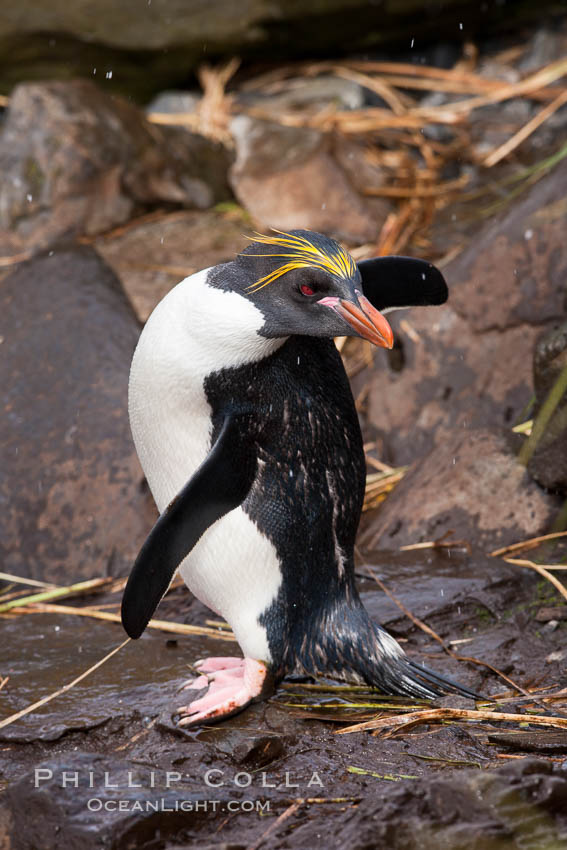 Macaroni penguin, on the rocky shoreline of Hercules Bay, South Georgia Island.  One of the crested penguin species, the macaroni penguin bears a distinctive yellow crest on its head.  They grow to be about 12 lb and 28" high.  Macaroni penguins eat primarily krill and other crustaceans, small fishes and cephalopods., Eudyptes chrysolophus, natural history stock photograph, photo id 24483