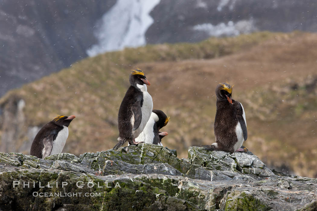 Macaroni penguins, on the rocky shoreline of Hercules Bay, South Georgia Island.  One of the crested penguin species, the macaroni penguin bears a distinctive yellow crest on its head.  They grow to be about 12 lb and 28" high.  Macaroni penguins eat primarily krill and other crustaceans, small fishes and cephalopods., Eudyptes chrysolophus, natural history stock photograph, photo id 24567