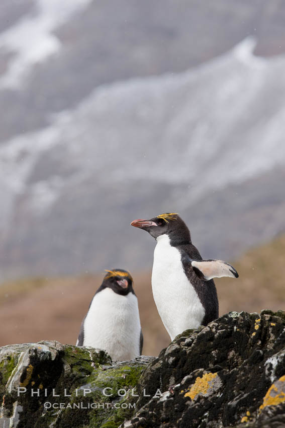 Macaroni penguins, on the rocky shoreline of Hercules Bay, South Georgia Island.  One of the crested penguin species, the macaroni penguin bears a distinctive yellow crest on its head.  They grow to be about 12 lb and 28" high.  Macaroni penguins eat primarily krill and other crustaceans, small fishes and cephalopods., Eudyptes chrysolophus, natural history stock photograph, photo id 24477