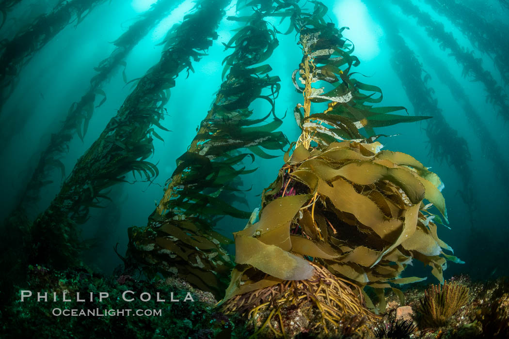 Macrocystis kelp growing up from a rocky reef, the kelp's holdfast is like a root cluster which attaches the kelp to the rocky reef on the oceans bottom. Kelp blades are visible above the holdfast, swaying in the current. San Clemente Island, California, USA, Macrocystis pyrifera, natural history stock photograph, photo id 37075