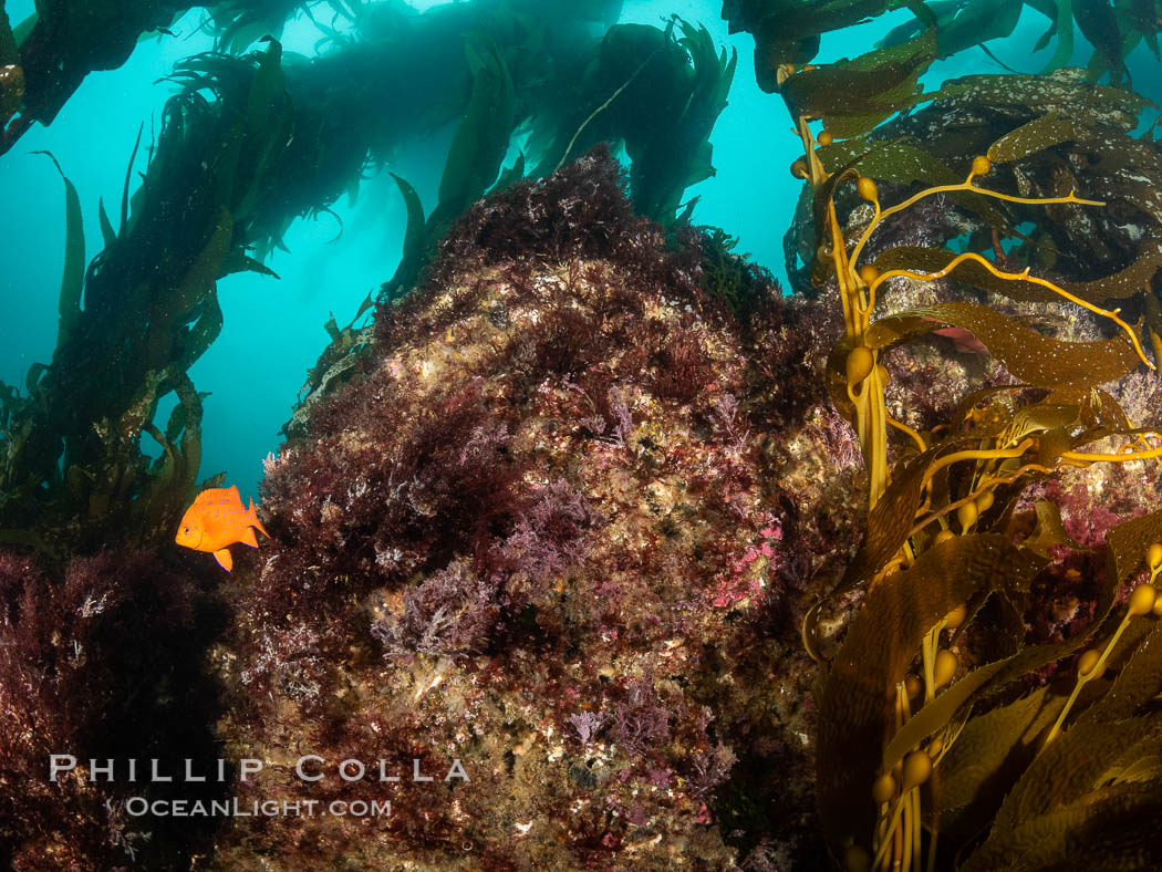 Macrocystis kelp growing up from a rocky reef, the kelp's holdfast is like a root cluster which attaches the kelp to the rocky reef on the oceans bottom. Kelp blades are visible above the holdfast, swaying in the current. San Clemente Island, California, USA, Macrocystis pyrifera, natural history stock photograph, photo id 37053