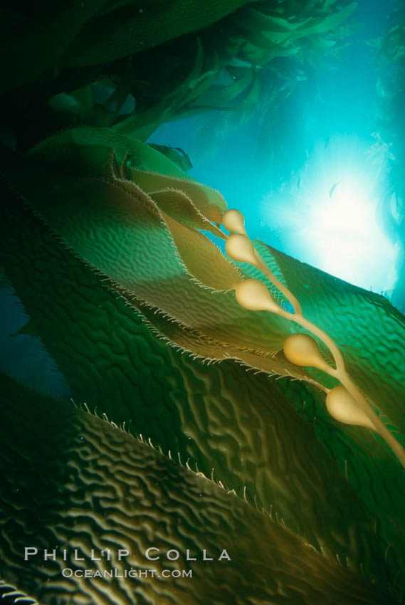 Kelp detail showing pneumatocysts (air bladders). San Clemente Island, California, USA, Macrocystis pyrifera, natural history stock photograph, photo id 03070