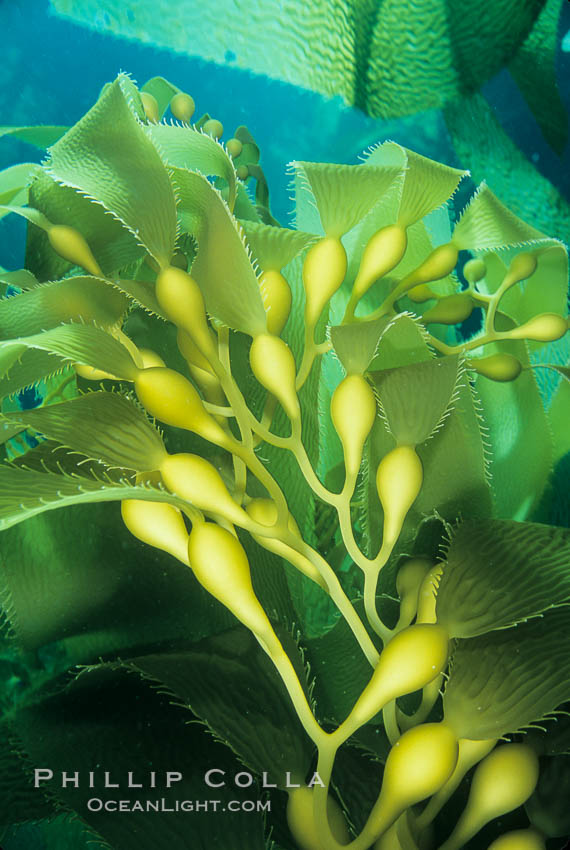 Kelp frond showing pneumatocysts (air bladders). San Clemente Island, California, USA, Macrocystis pyrifera, natural history stock photograph, photo id 03406