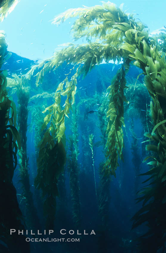 Kelp forest. San Clemente Island, California, USA, Macrocystis pyrifera, natural history stock photograph, photo id 03418