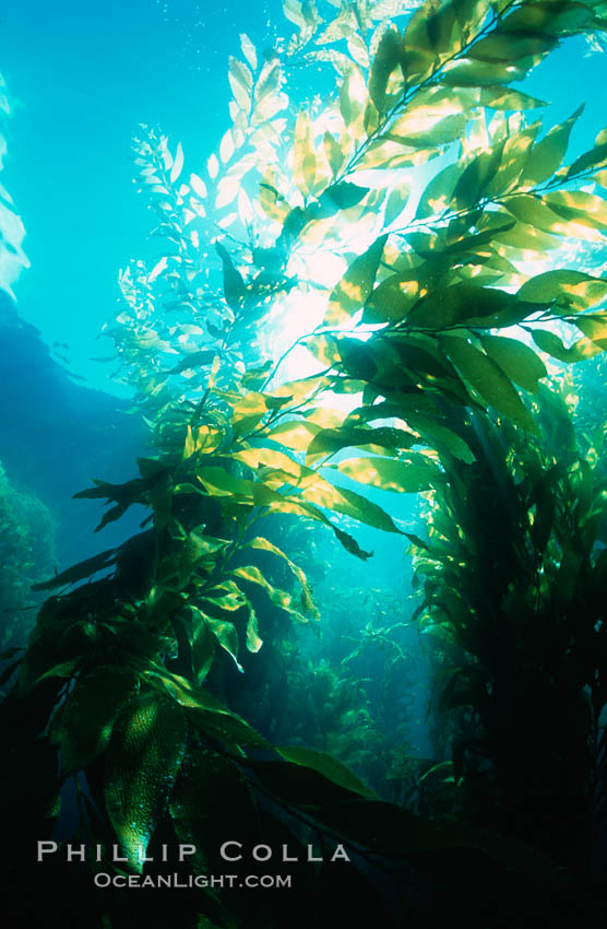 Kelp fronds. San Clemente Island, California, USA, Macrocystis pyrifera, natural history stock photograph, photo id 03422