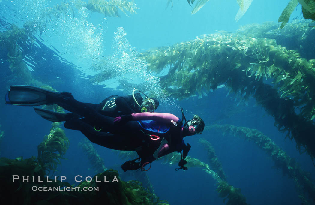 Divers and kelp forest. San Clemente Island, California, USA, Macrocystis pyrifera, natural history stock photograph, photo id 02988