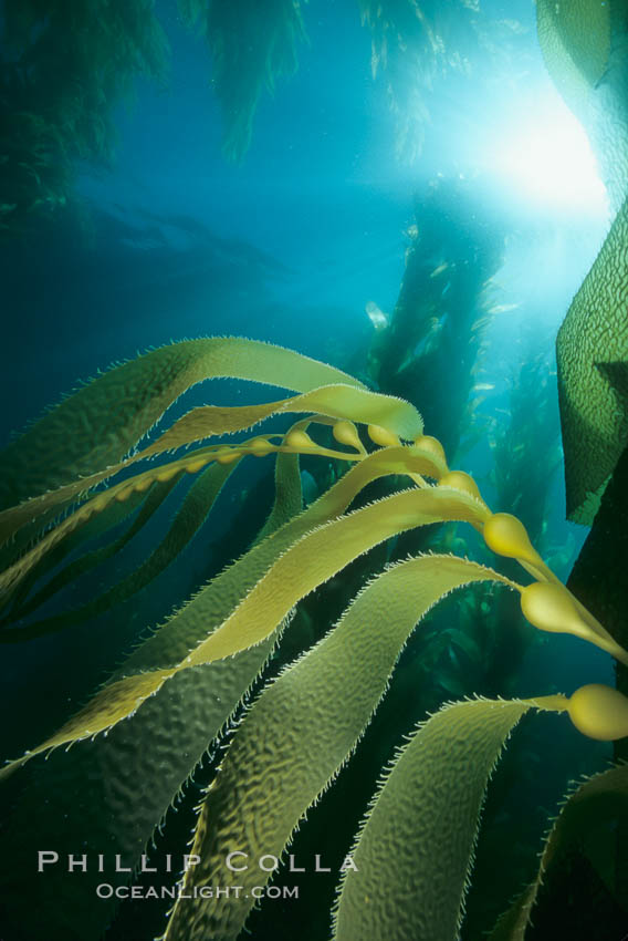 Kelp detail showing pneumatocysts (air bladders). San Clemente Island, California, USA, Macrocystis pyrifera, natural history stock photograph, photo id 03048