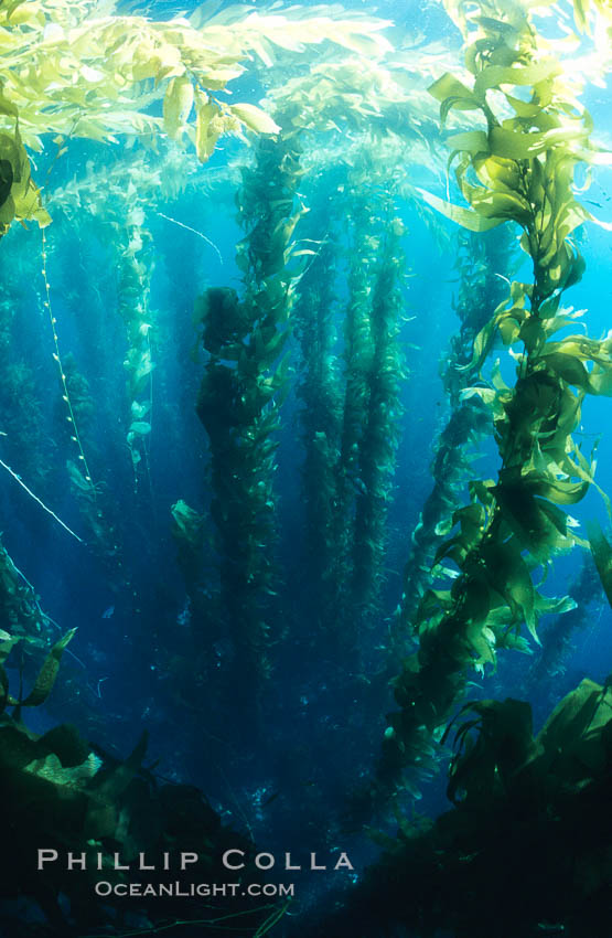 Kelp forest looking from the surface down toward the reef far below where the kelp is anchored to the sea floor. San Clemente Island, California, USA, Macrocystis pyrifera, natural history stock photograph, photo id 03416