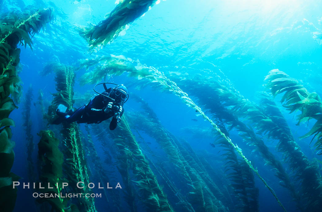 Diver amidst kelp forest, Macrocystis pyrifera, San Clemente Island