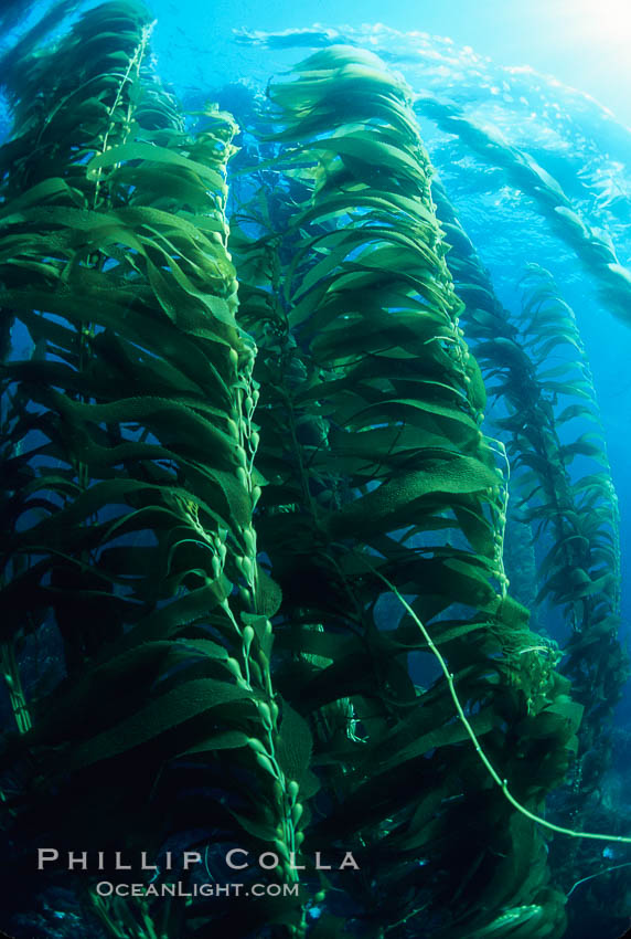 Kelp forest. San Clemente Island, California, USA, Macrocystis pyrifera, natural history stock photograph, photo id 03424