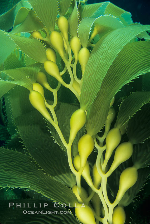 Kelp frond showing pneumatocysts (air bladders). San Clemente Island, California, USA, Macrocystis pyrifera, natural history stock photograph, photo id 03411