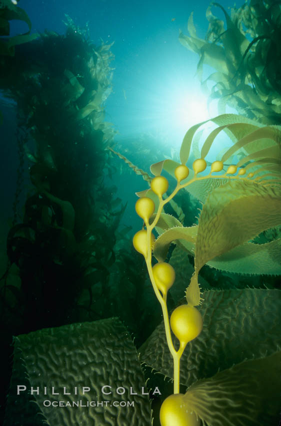 Kelp detail showing pneumatocysts (air bladders). San Clemente Island, California, USA, Macrocystis pyrifera, natural history stock photograph, photo id 03049