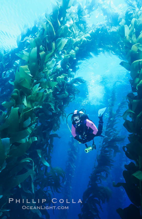 Diver amid kelp forest. San Clemente Island, California, USA, Macrocystis pyrifera, natural history stock photograph, photo id 03157