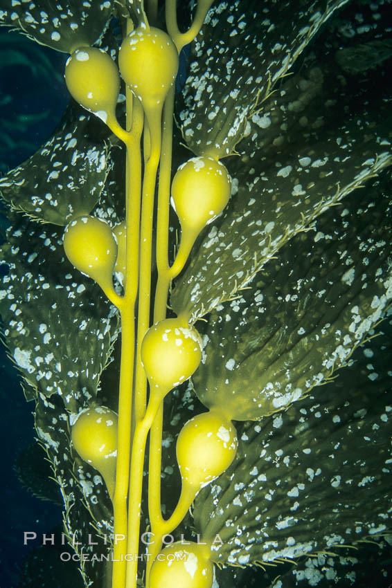Kelp fronds with encrusting bryozoans. San Clemente Island, California, USA, Macrocystis pyrifera, natural history stock photograph, photo id 03401