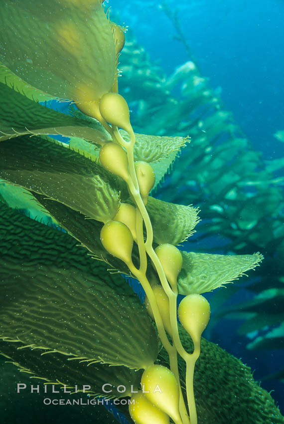 Kelp frond showing pneumatocysts (air bladders). San Clemente Island, California, USA, Macrocystis pyrifera, natural history stock photograph, photo id 03405