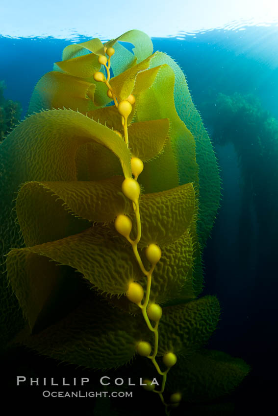 Kelp forest underwater at San Clemente Island. Giant kelp, the fastest plant on Earth, reaches from the rocky bottom to the ocean's surface like a terrestrial forest. California, USA, Macrocystis pyrifera, natural history stock photograph, photo id 26402