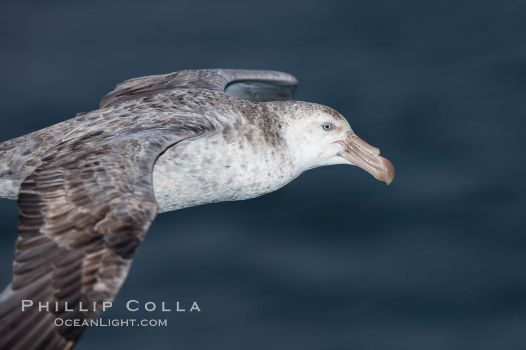Northern giant petrel in flight.  The distinctive tube nose (naricorn), characteristic of species in the Procellariidae family (tube-snouts), is easily seen. Falkland Islands, United Kingdom, Macronectes halli, natural history stock photograph, photo id 23691