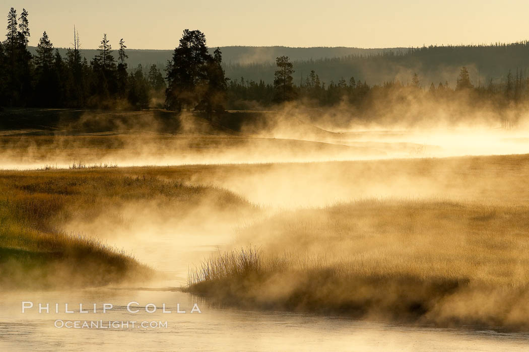 Madison River steaming in the cold air, sunrise, autumn, tall grasses and golden light, Yellowstone National Park, Wyoming