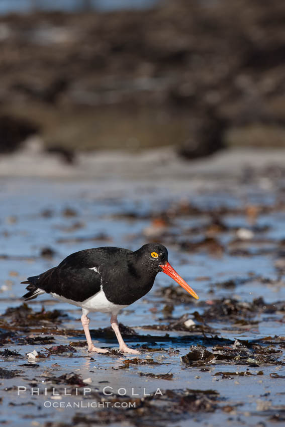 Magellanic oystercatcher, foraging for food on a beach., Haematopus leucopodus, natural history stock photograph, photo id 24031