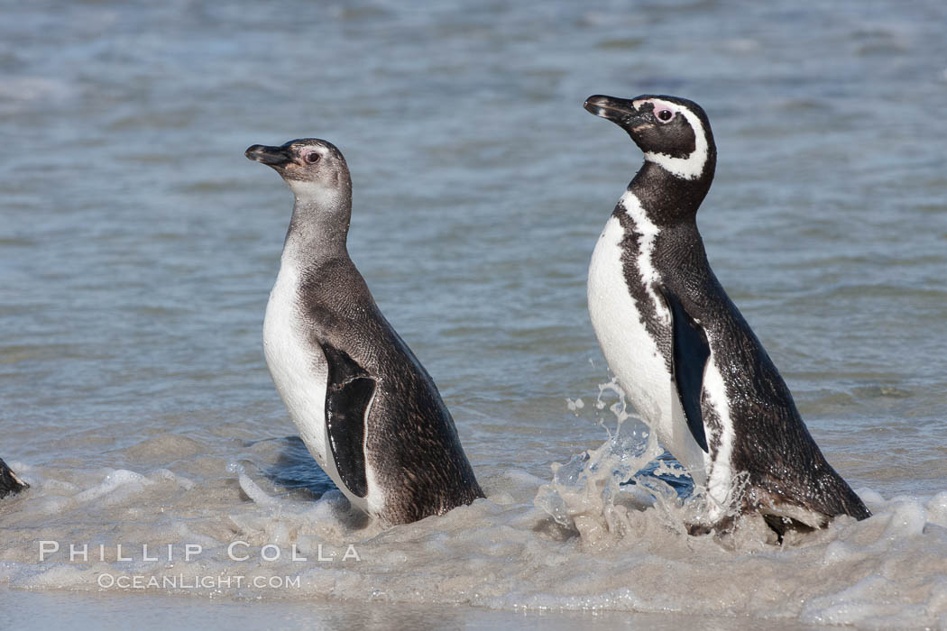 Magellanic penguins, adult (right) and juvenile, coming ashore after foraging in the ocean for food. Carcass Island, Falkland Islands, United Kingdom, Spheniscus magellanicus, natural history stock photograph, photo id 24034