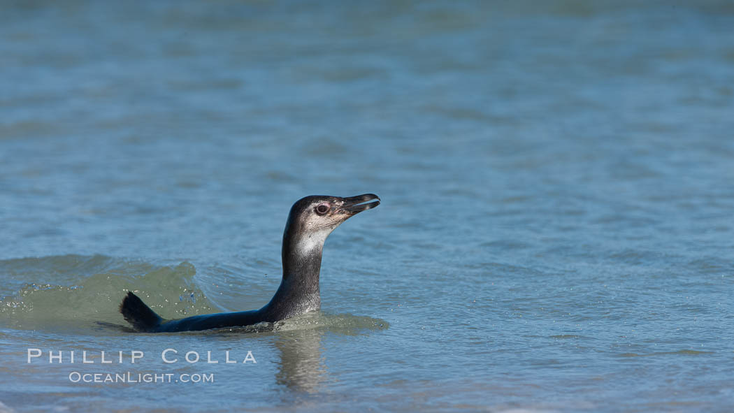 Magellanic penguin, juvenile, coming ashore on a sand beach after foraging at sea. Carcass Island, Falkland Islands, United Kingdom, Spheniscus magellanicus, natural history stock photograph, photo id 24042