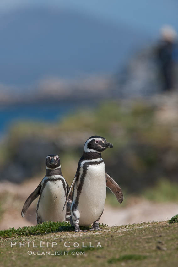 Magellanic penguins, coming ashore after foraging at sea. Carcass Island, Falkland Islands, United Kingdom, Spheniscus magellanicus, natural history stock photograph, photo id 24054