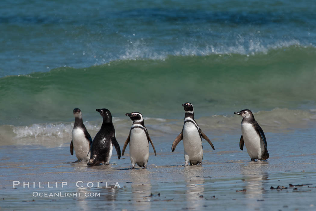 Magellanic penguins, coming ashore after foraging at sea. Carcass Island, Falkland Islands, United Kingdom, Spheniscus magellanicus, natural history stock photograph, photo id 24058
