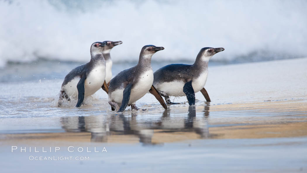 Magellanic penguins, coming ashore on a sandy beach.  Magellanic penguins can grow to 30" tall, 14 lbs and live over 25 years.  They feed in the water, preying on cuttlefish, sardines, squid, krill, and other crustaceans. New Island, Falkland Islands, United Kingdom, Spheniscus magellanicus, natural history stock photograph, photo id 23924