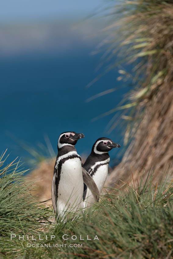 Magellanic penguins walk through tussock grass, on their way to their burrows after foraging at sea all day. Carcass Island, Falkland Islands, United Kingdom, Spheniscus magellanicus, natural history stock photograph, photo id 24000