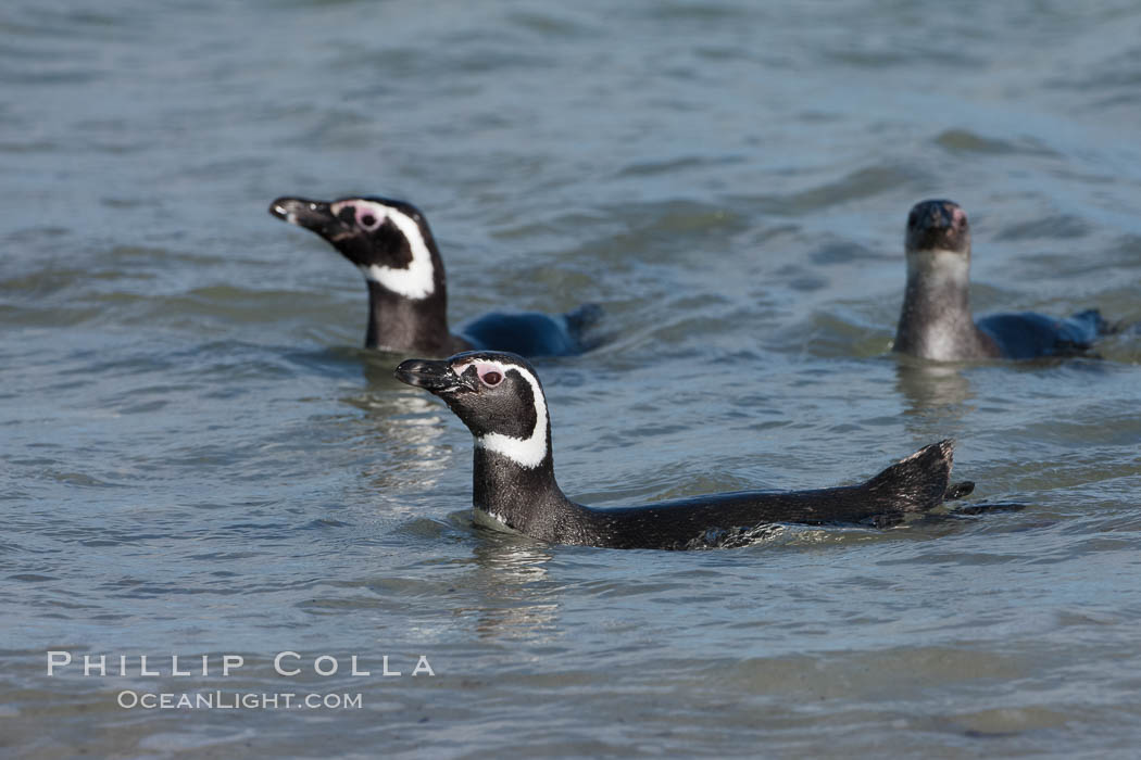 Magellanic penguins, coming ashore after foraging in the ocean for food. Carcass Island, Falkland Islands, United Kingdom, Spheniscus magellanicus, natural history stock photograph, photo id 24036