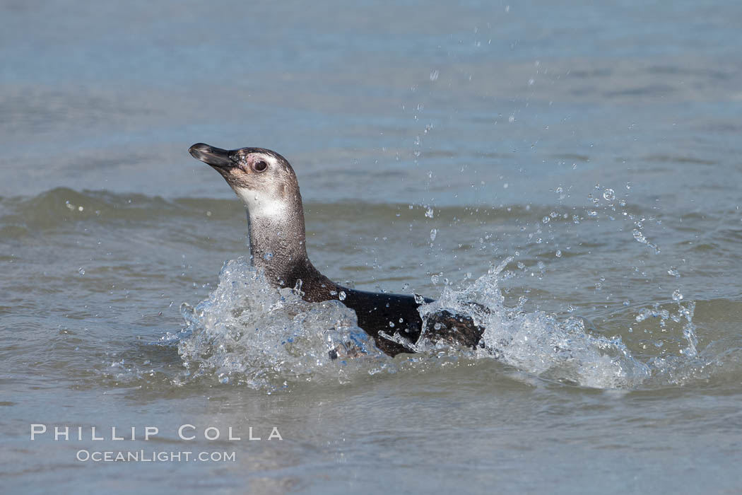 Magellanic penguin, juvenile, coming ashore on a sand beach after foraging at sea. Carcass Island, Falkland Islands, United Kingdom, Spheniscus magellanicus, natural history stock photograph, photo id 24035