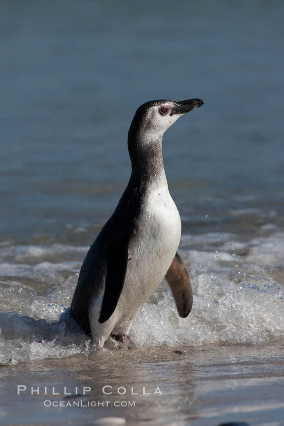 Magellanic penguin, juvenile, coming ashore on a sand beach after foraging at sea, Spheniscus magellanicus, Carcass Island