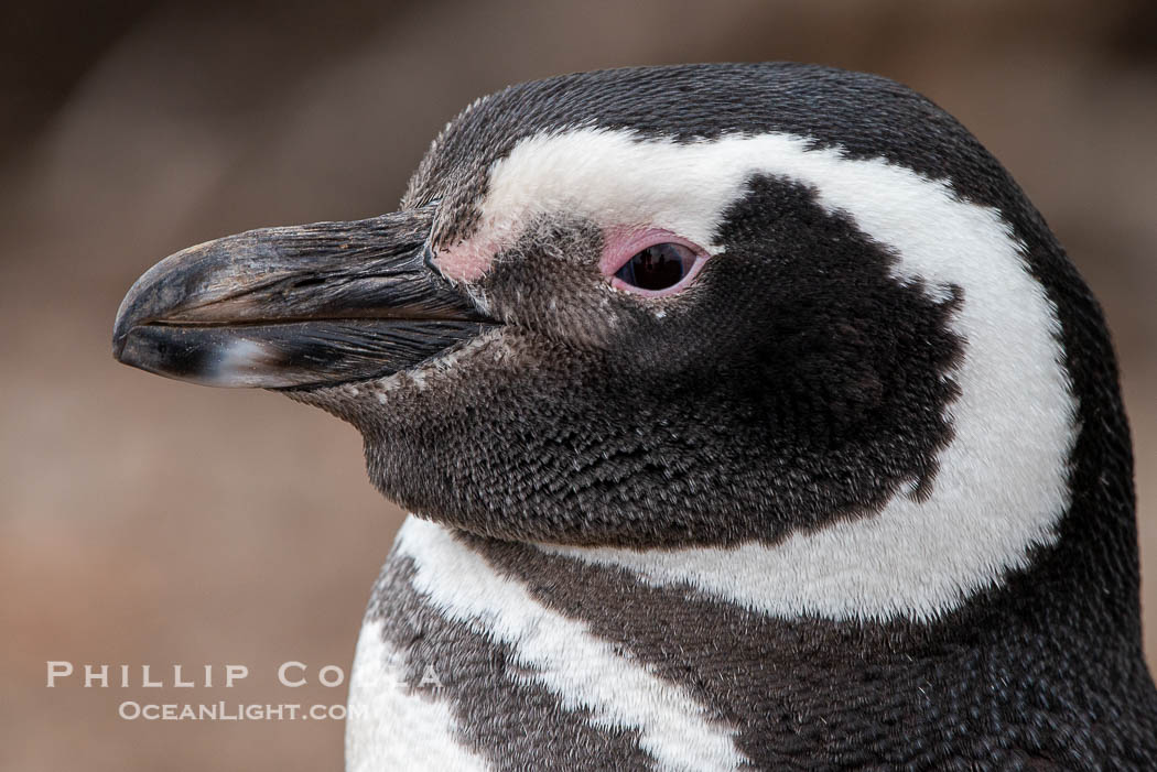 Magellanic penguin, Spheniscus magellanicus, Patagonia. Puerto Piramides, Chubut, Argentina, Spheniscus magellanicus, natural history stock photograph, photo id 38432