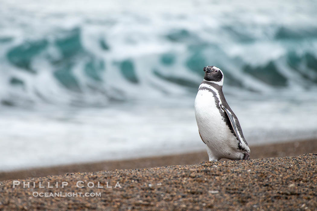 Magellanic penguin, Spheniscus magellanicus, Patagonia. Puerto Piramides, Chubut, Argentina, Spheniscus magellanicus, natural history stock photograph, photo id 38431