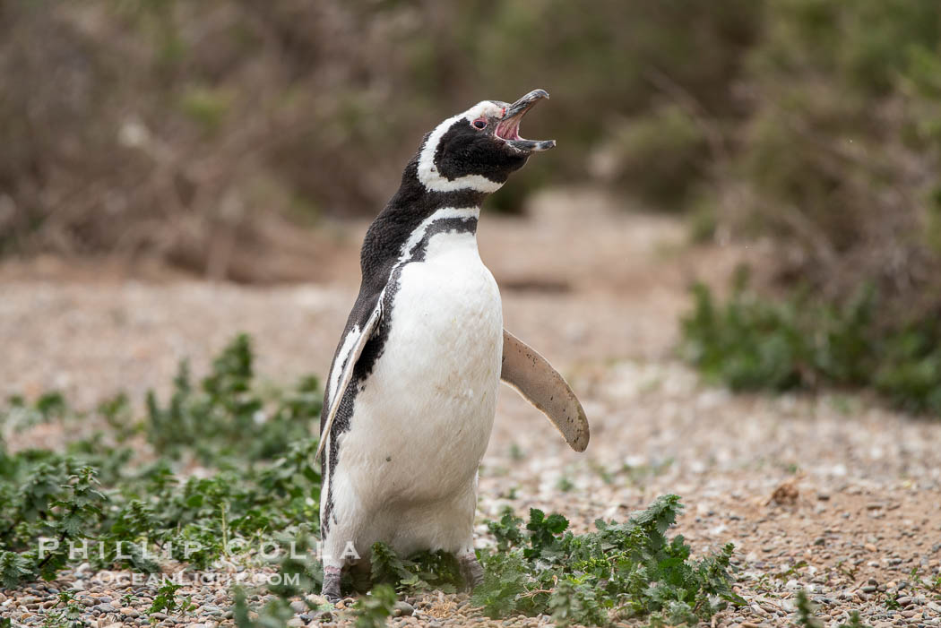 Magellanic penguin, Spheniscus magellanicus, Patagonia. Puerto Piramides, Chubut, Argentina, Spheniscus magellanicus, natural history stock photograph, photo id 38425