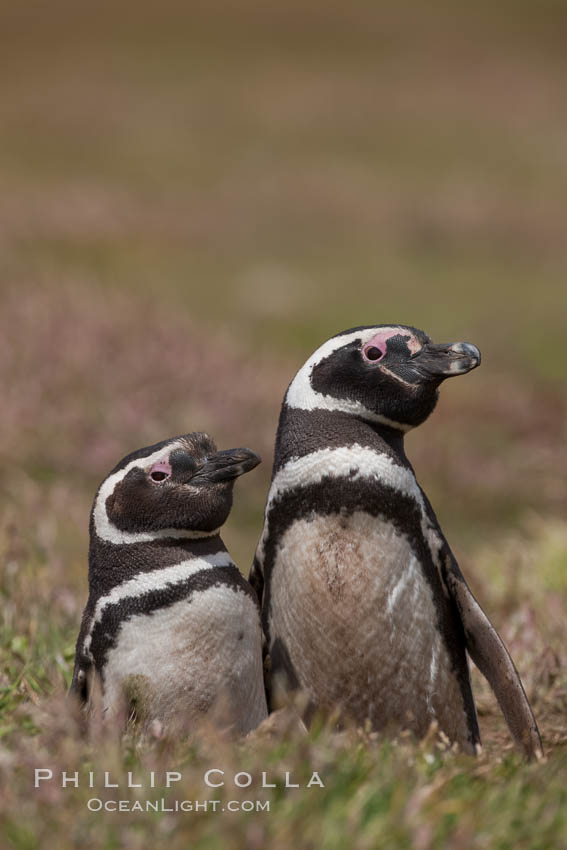 Magellanic penguins, in grasslands at the opening of their underground burrow.  Magellanic penguins can grow to 30" tall, 14 lbs and live over 25 years.  They feed in the water, preying on cuttlefish, sardines, squid, krill, and other crustaceans. New Island, Falkland Islands, United Kingdom, Spheniscus magellanicus, natural history stock photograph, photo id 23780